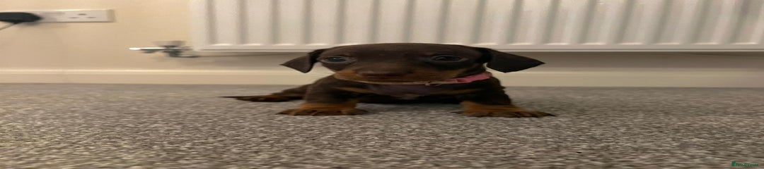 Miniature Dachshund Puppy 5