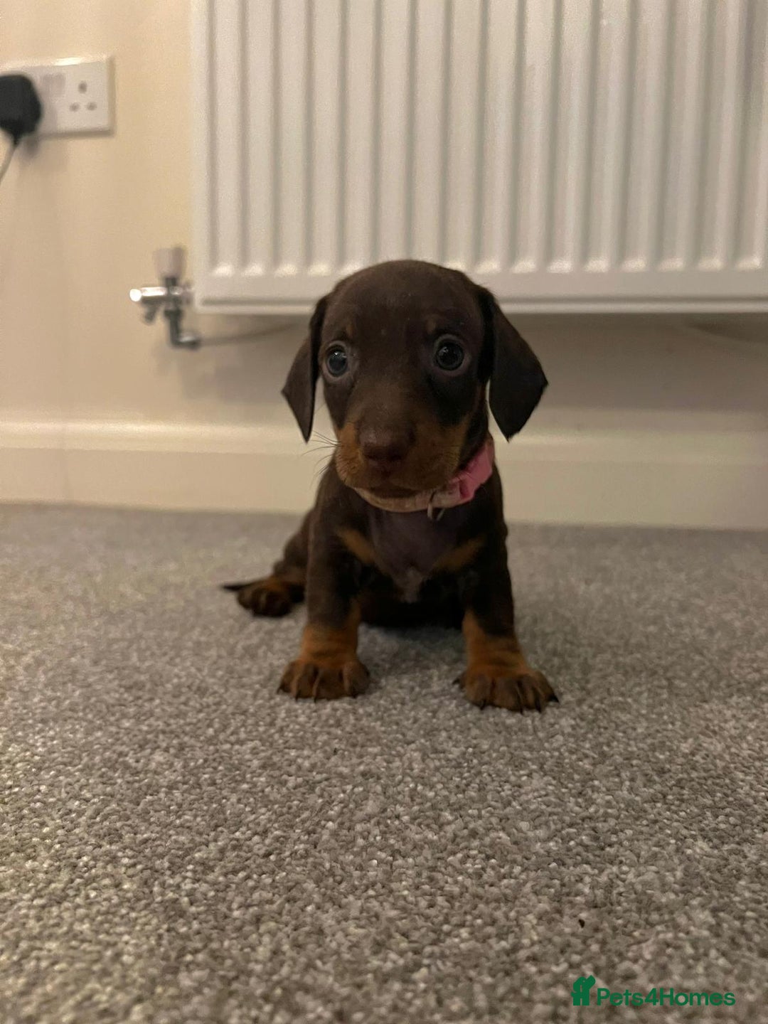 Miniature Dachshund dogs for sale: ADORABLE MINIATURE DACHSHUND PUPPIES  - Image 2