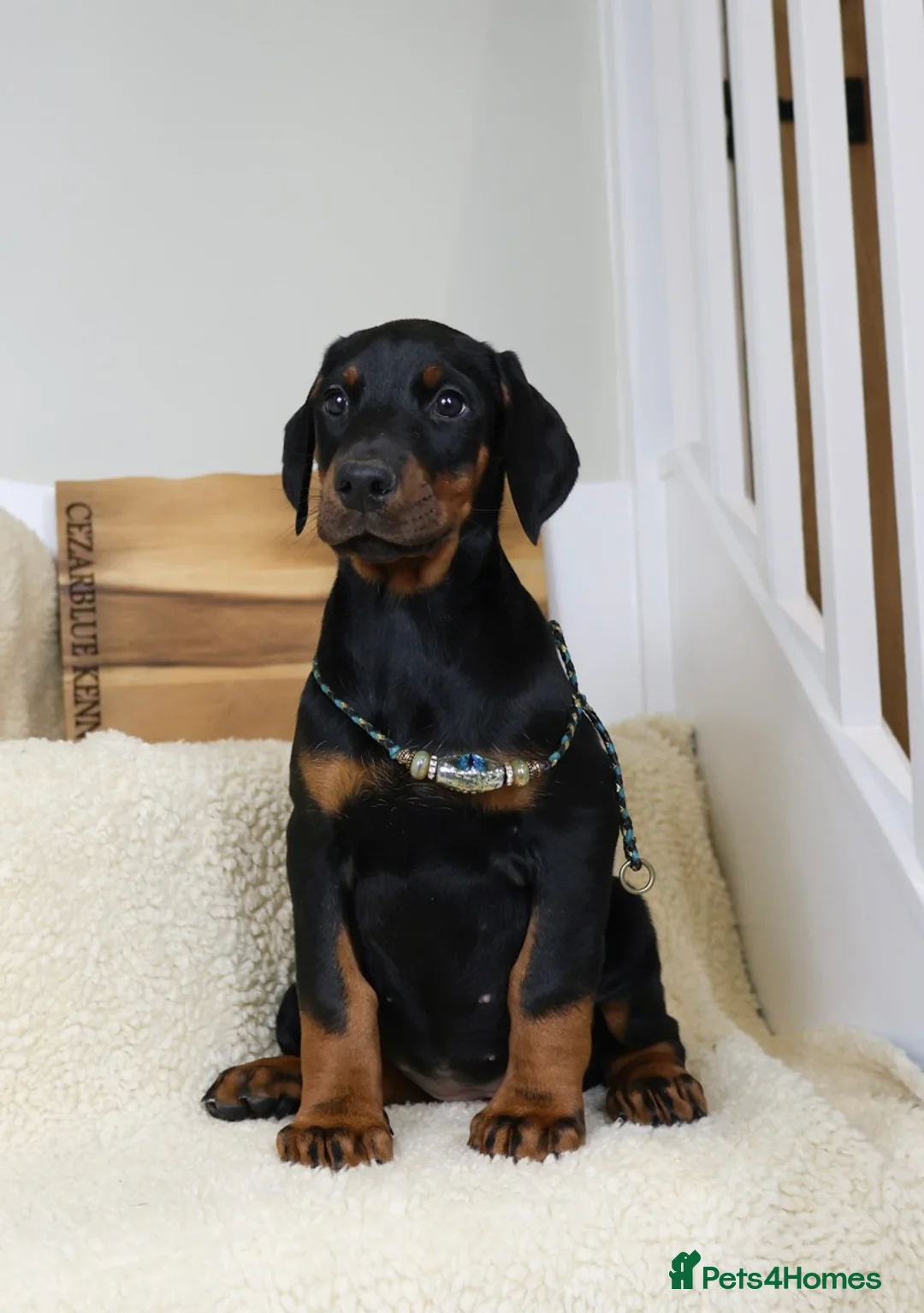Dobermann dogs for sale: Cezarblue European 12 Week Female Doberman ⭐️  in Petersfield - Advert 5