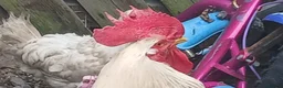 Hens poultry for sale: A rooster and hen in Ilford - Advert 3