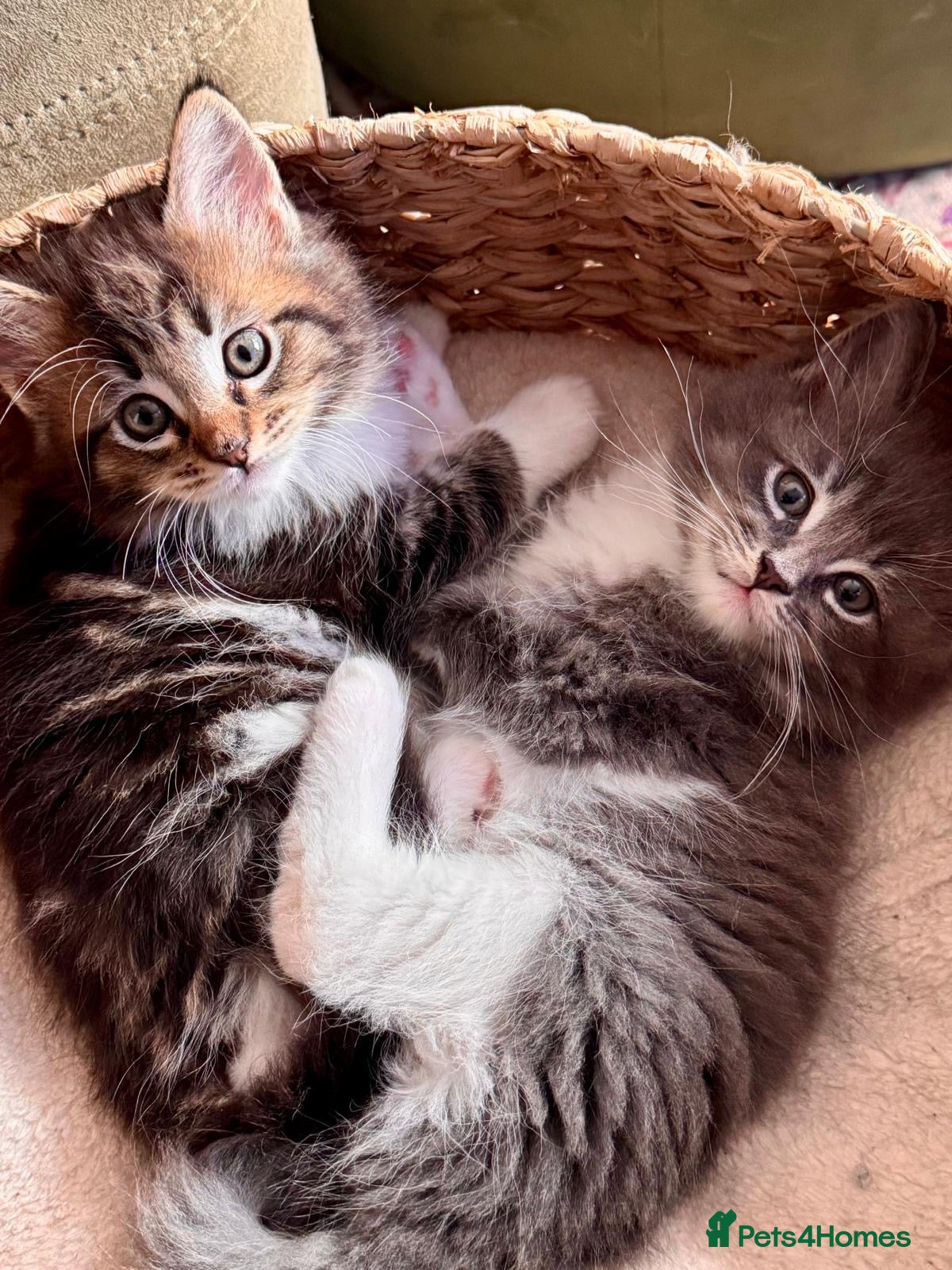 Maine Coon cats MaineCoon/Ragdoll 50/50 Cross (registered parents) - Advert 1