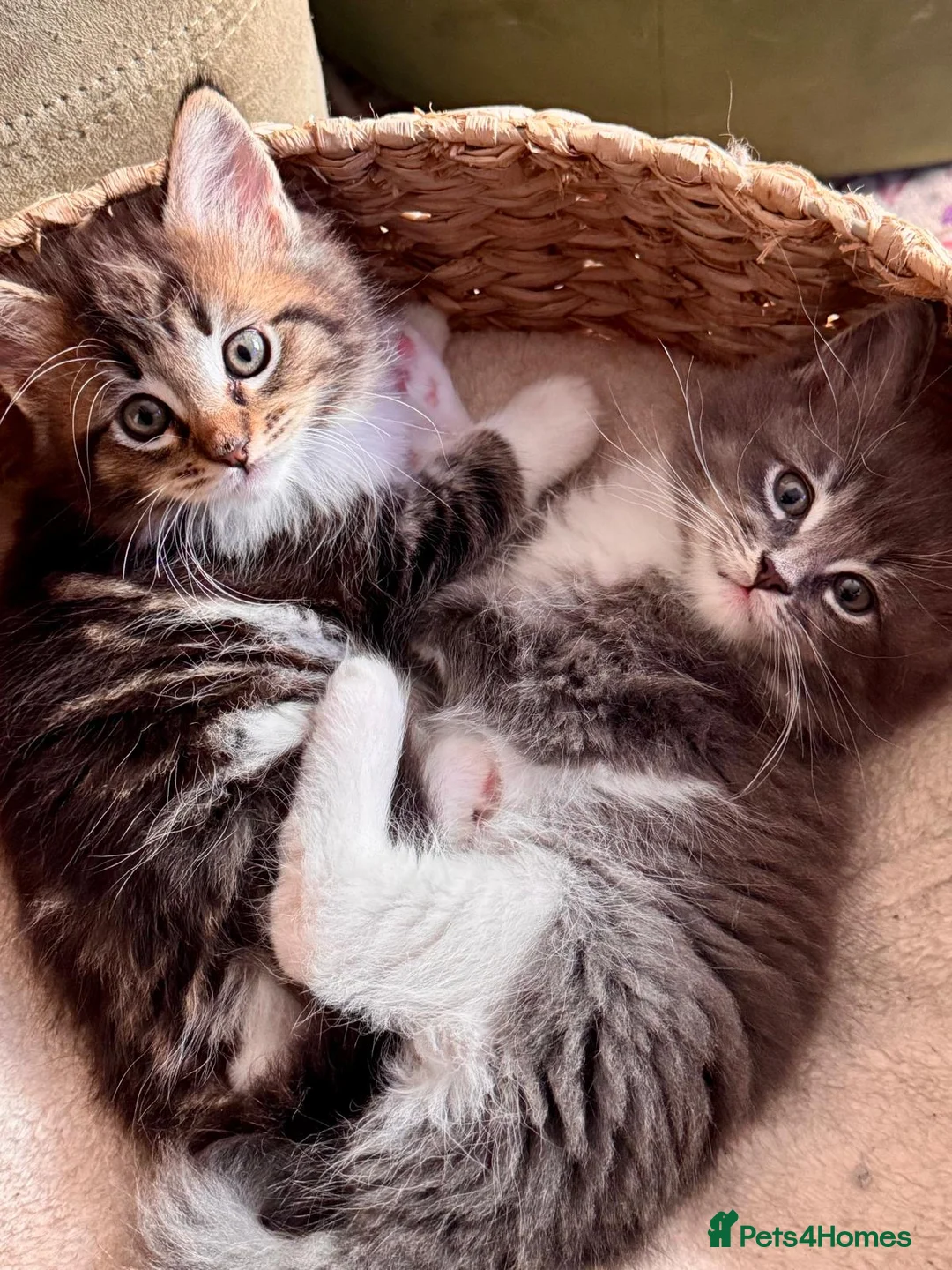 Maine Coon cats for sale: MaineCoon/Ragdoll 50/50 Cross (registered parents) - Advert 1