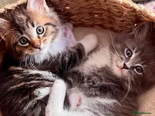 Maine Coon cats MaineCoon/Ragdoll 50/50 Cross (registered parents) - Advert 6