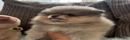 Pomeranian dogs for sale: Four small cute pups  - Advert 18
