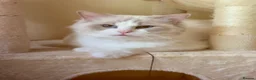 Ragdoll cats for sale: Pure-pedigree male Ragdoll for sale - Advert 5