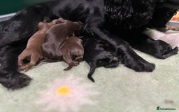 Cocker Spaniel dogs for sale: Ready 4th Dec Working Cocker Spaniel - Image 1