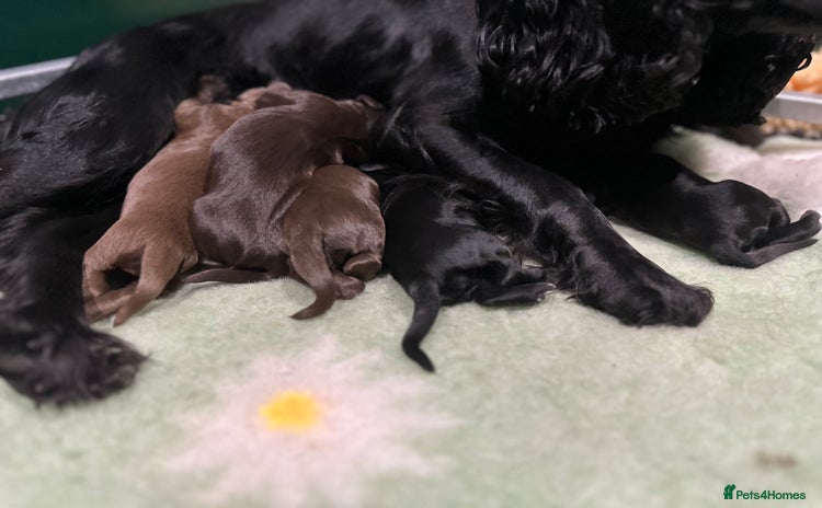Cocker Spaniel dogs - Advert 8