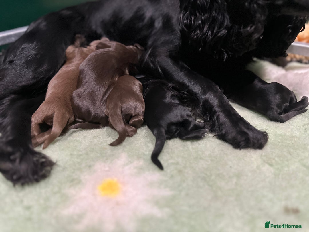 Cocker Spaniel dogs for sale: Ready 4th Dec Working Cocker Spaniel - Image 1
