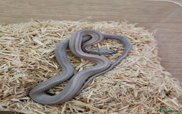 Corn Snake reptiles for sale: Various Corn Snakes for Sale - Image 3