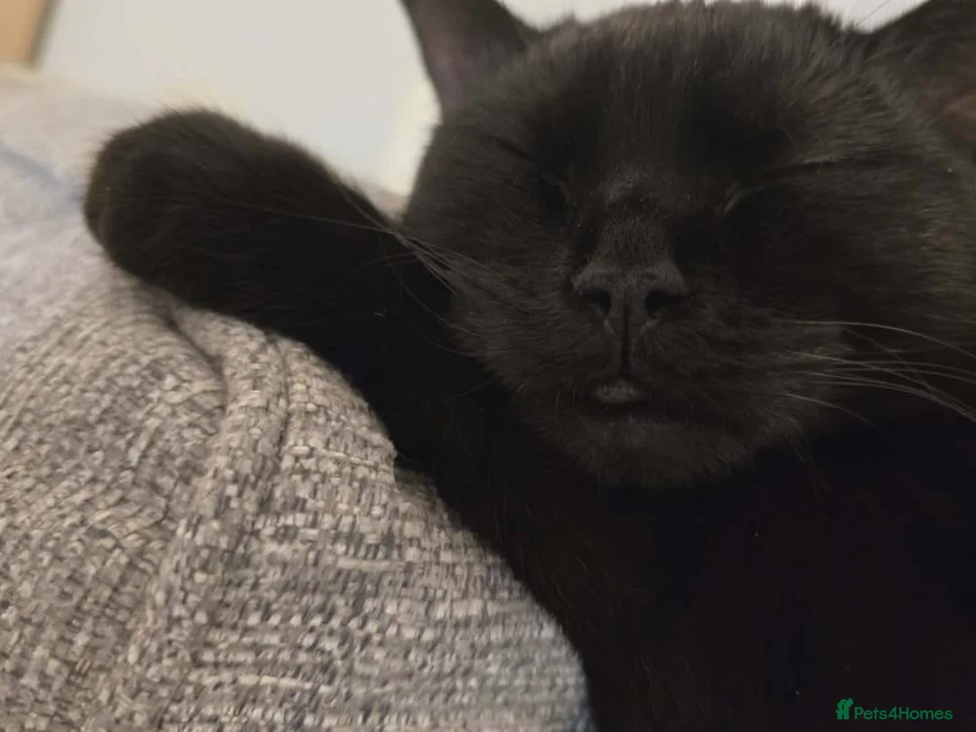 Mixed Breed cats for sale: Young male black cat for rehoming - Advert 2