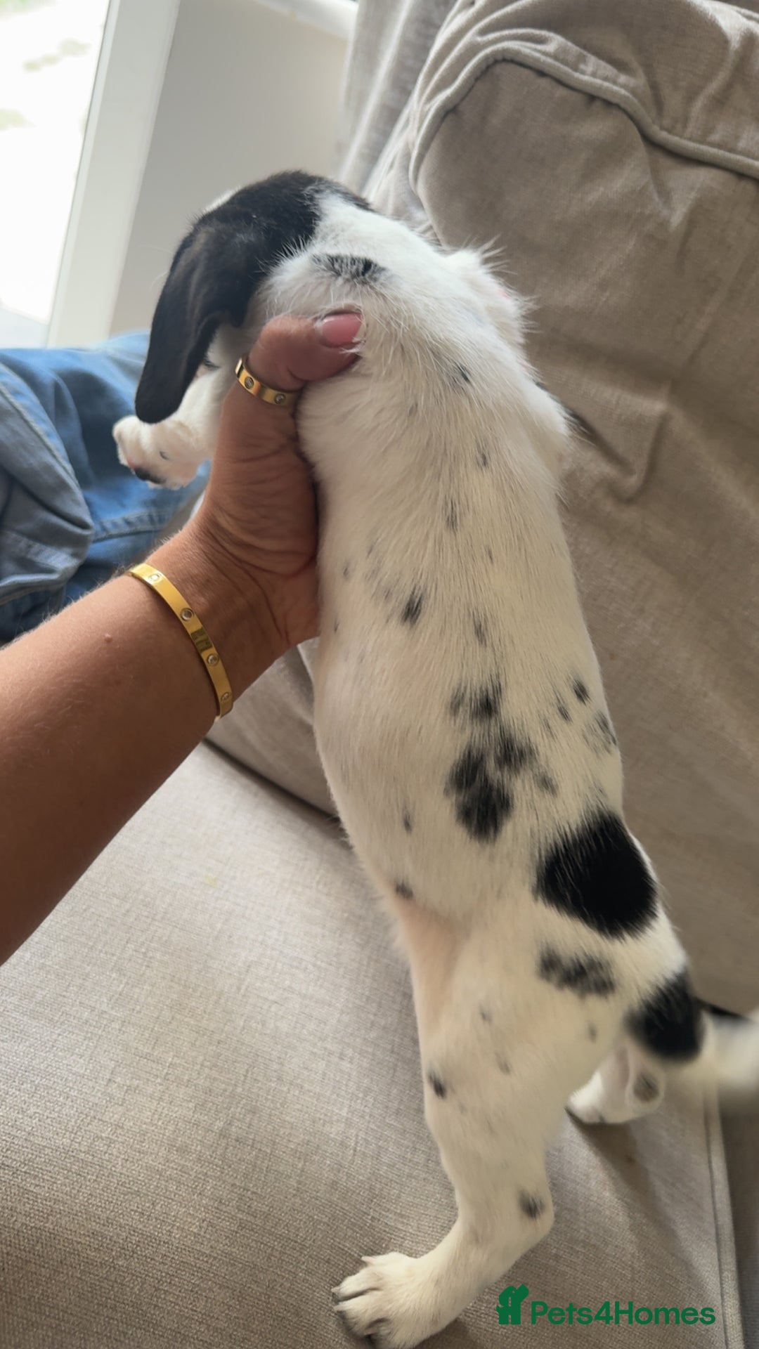 Mixed Breed dogs for sale: Cocker jacks. 2 boys 2 girls! - Image 4