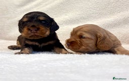 Cocker Spaniel dogs for sale: Show cockers champion bloodlines. simbawood lines. - Image 7