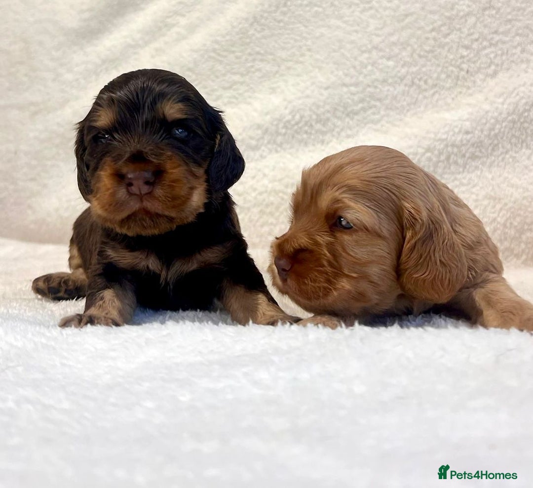 Cocker Spaniel dogs for sale: Show cockers champion bloodlines. simbawood lines. - Image 7