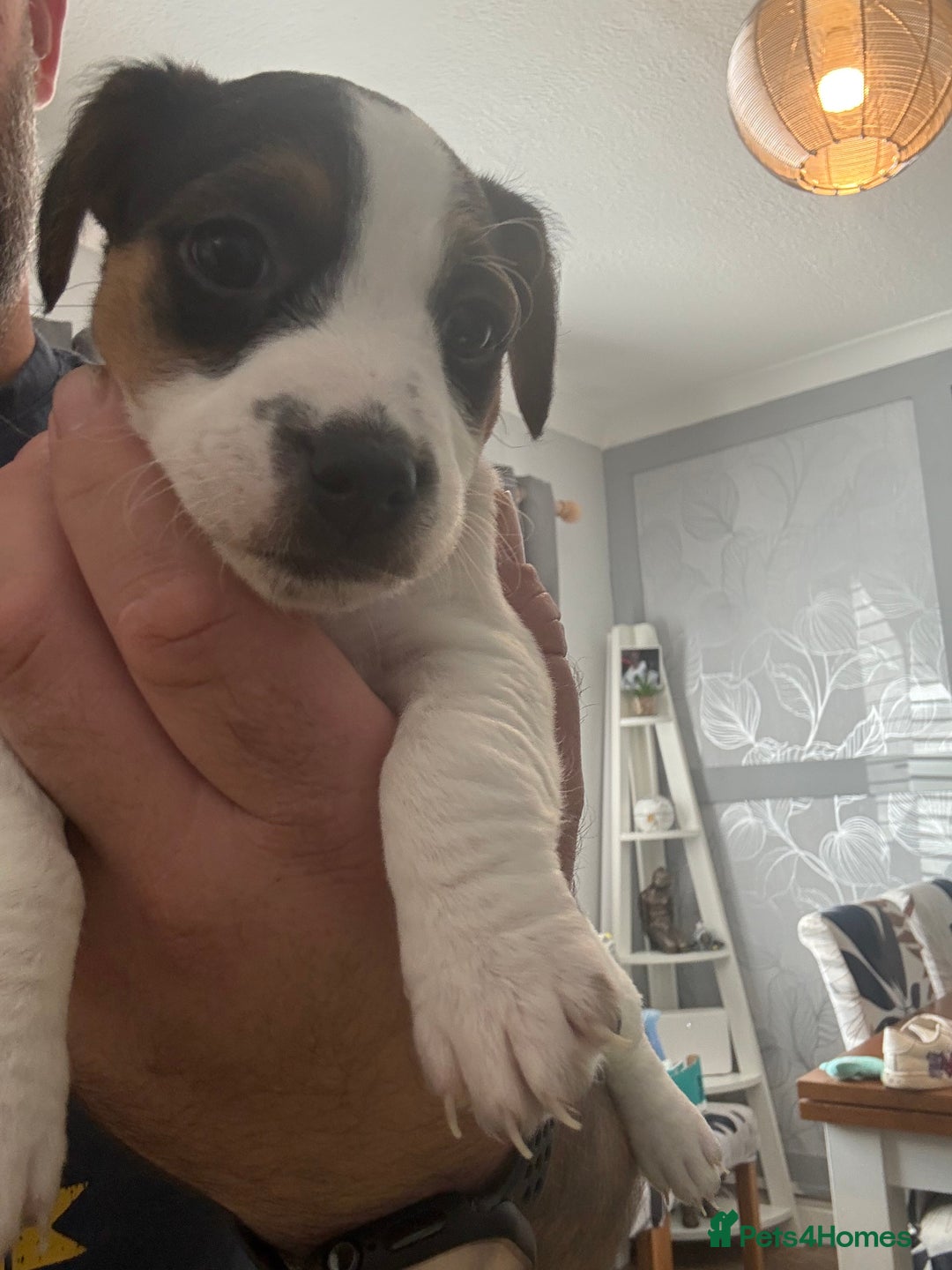Jack Russell dogs for sale: jack Russell puppies for sell  - Image 13
