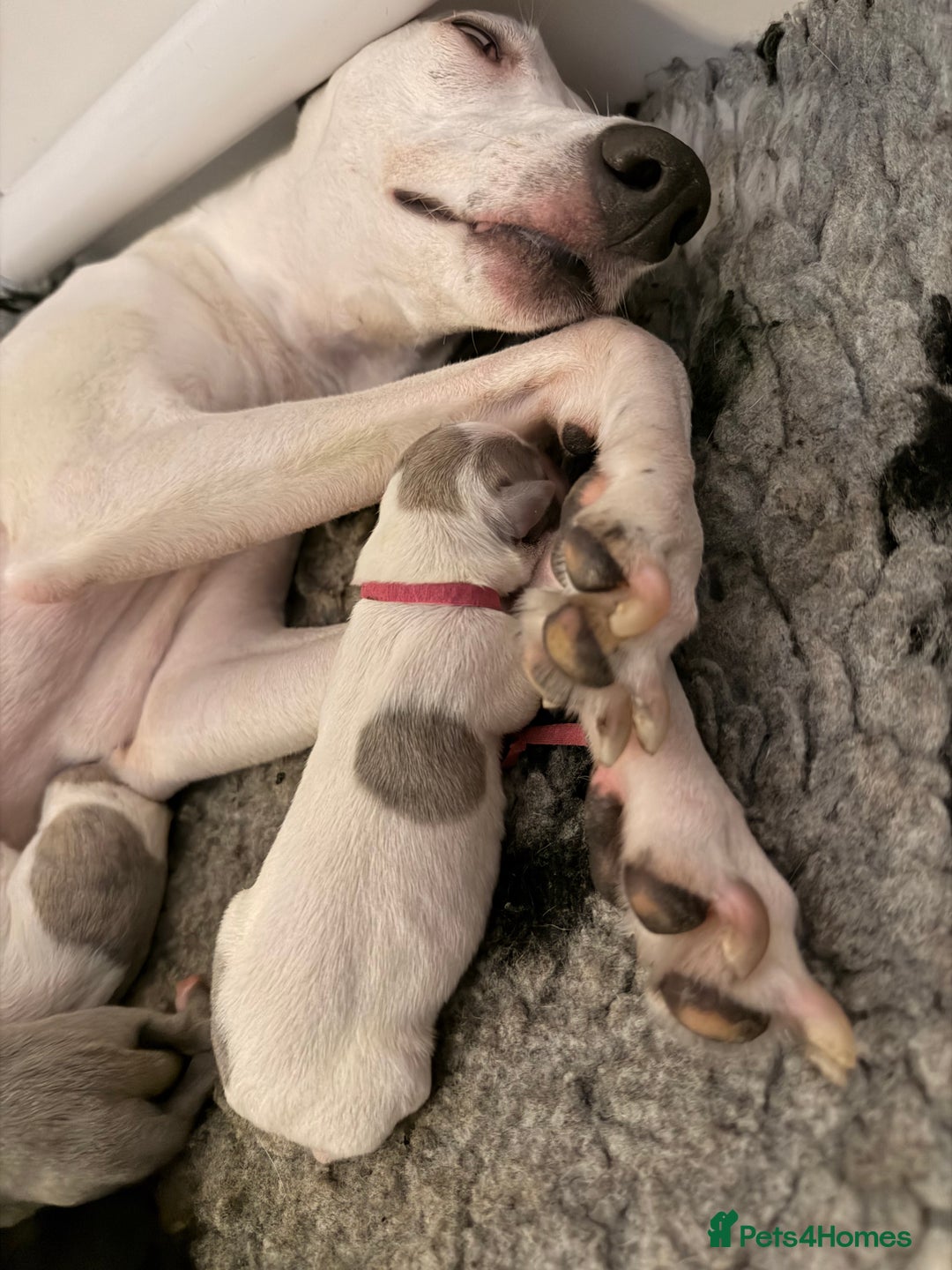 Whippet dogs for sale: Whippets  - Advert 9