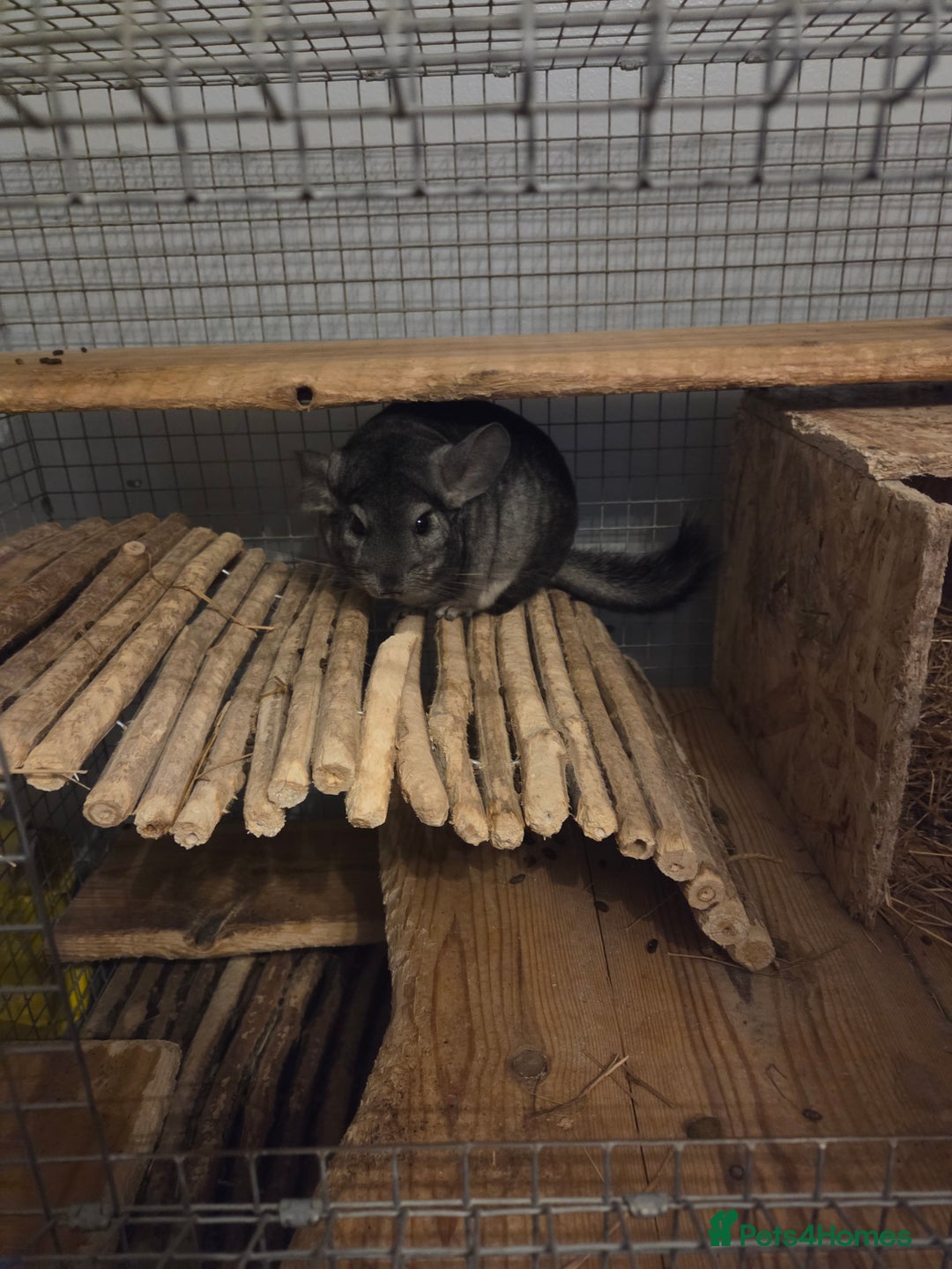 Chinchilla rodents for sale: Female chinchilla for sale - Image 1