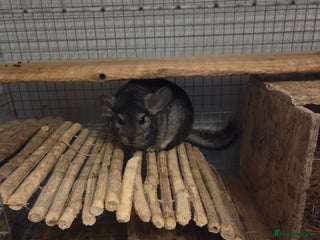 Chinchilla rodents - Advert 4