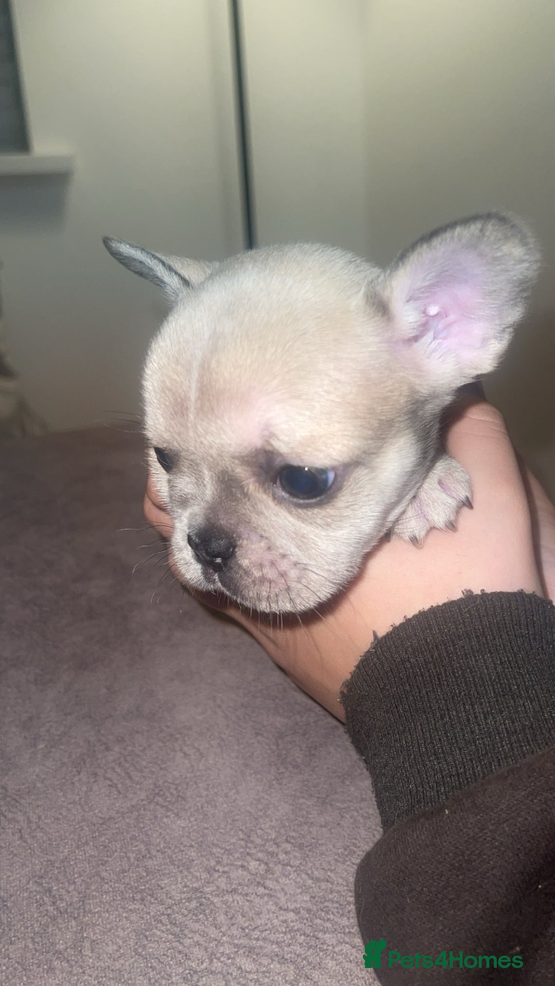 French Bulldog dogs for sale: 8 beautiful French bulldog puppies  - Image 5