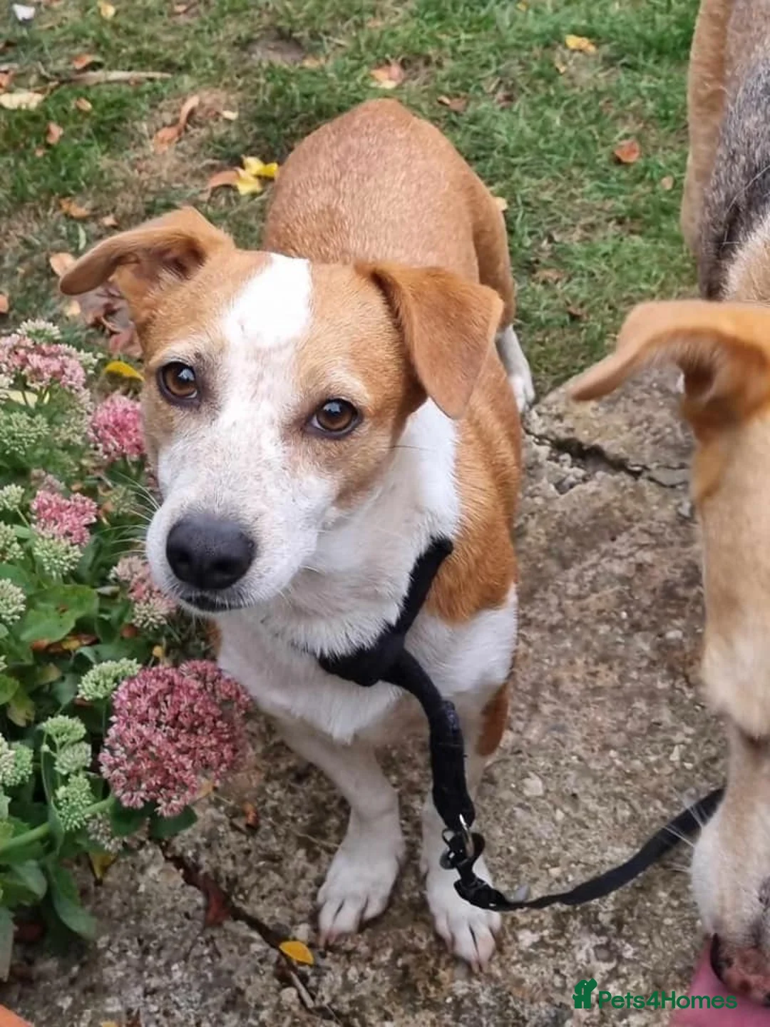 Mixed Breed dogs for adoption: Tessa - Poringland Norfolk  in Norwich - Advert 13