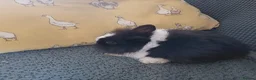 Mini Lion Lop rabbits for sale: Lion Lop Litter of Bunnies - Advert 5