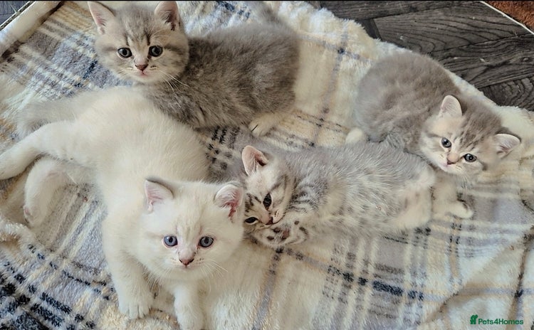 British Shorthair cats - Advert 1