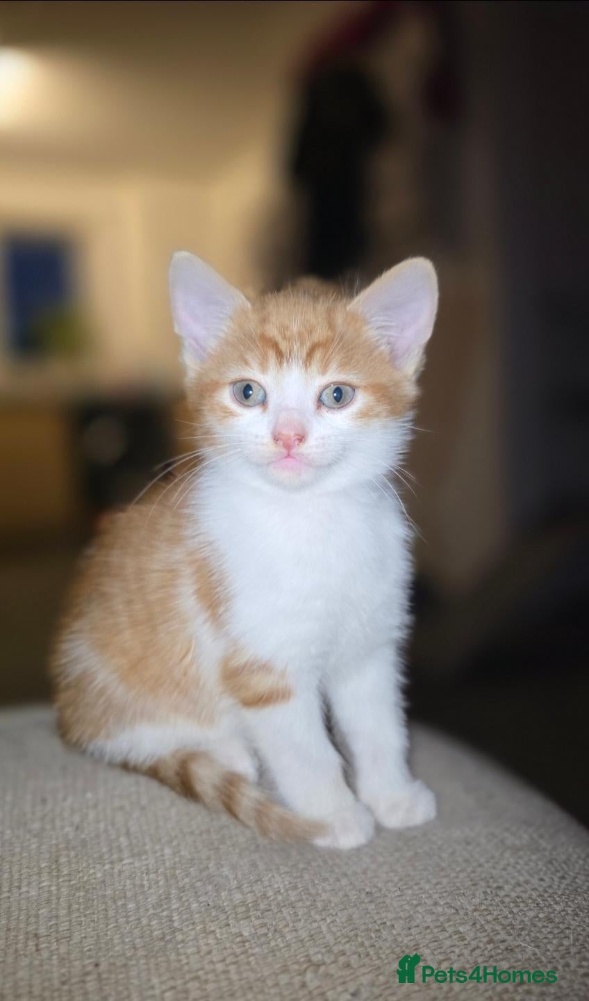 Domestic Shorthair cats 3 kittens left! From a litter of 8 - Advert 15
