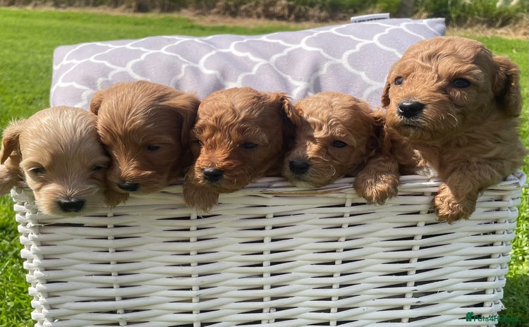 Maltipoo dogs - Advert 1