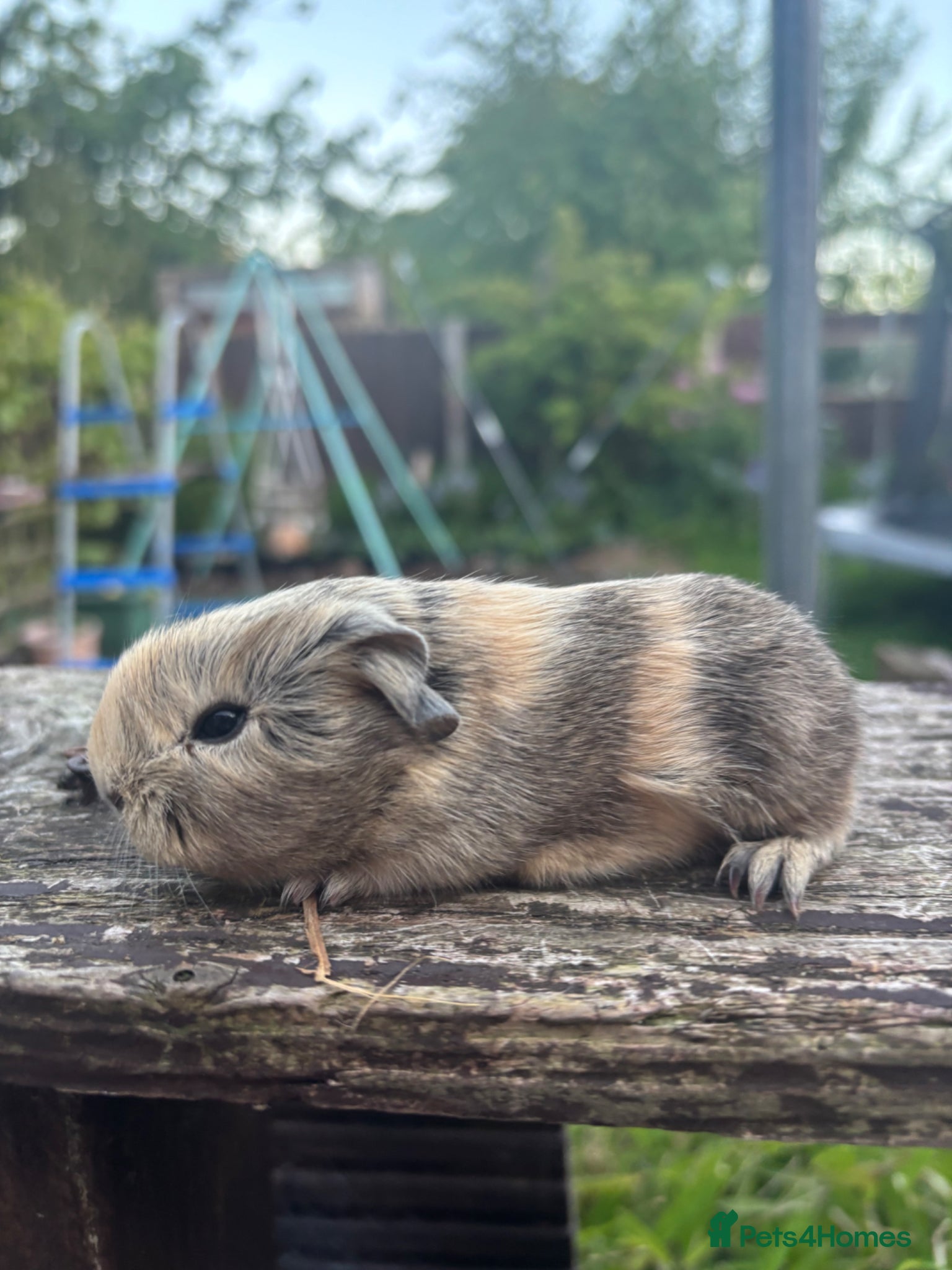 Guinea Pig rodents Baby boars - Advert 16