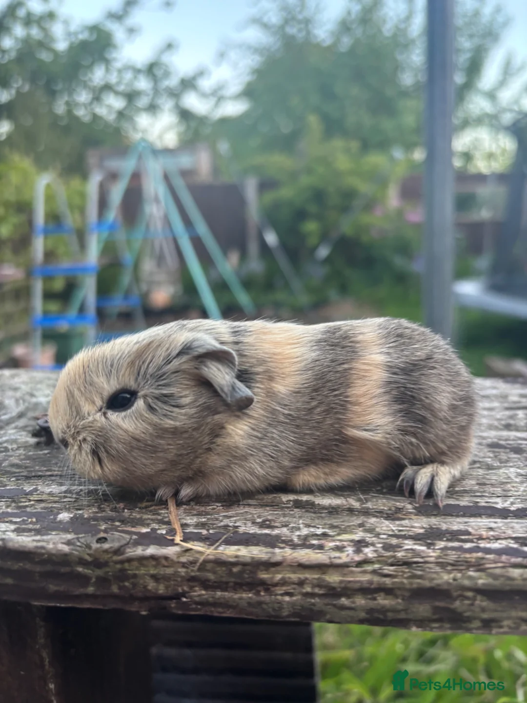 Guinea Pig rodents for sale: Baby boars - Advert 1