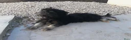 Bichon Frise dogs for sale: Beautiful Black & White Bichon Havanese Girl in Bolton - Advert 3