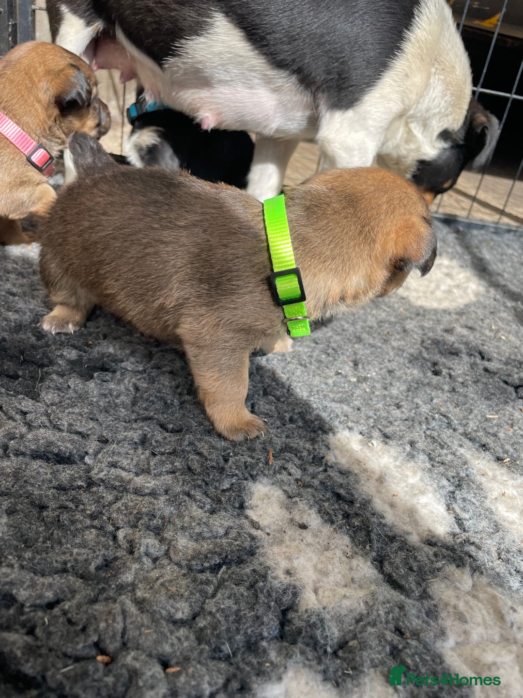Jack Russell dogs for sale: Working Miniature Jack Russell's - Image 5