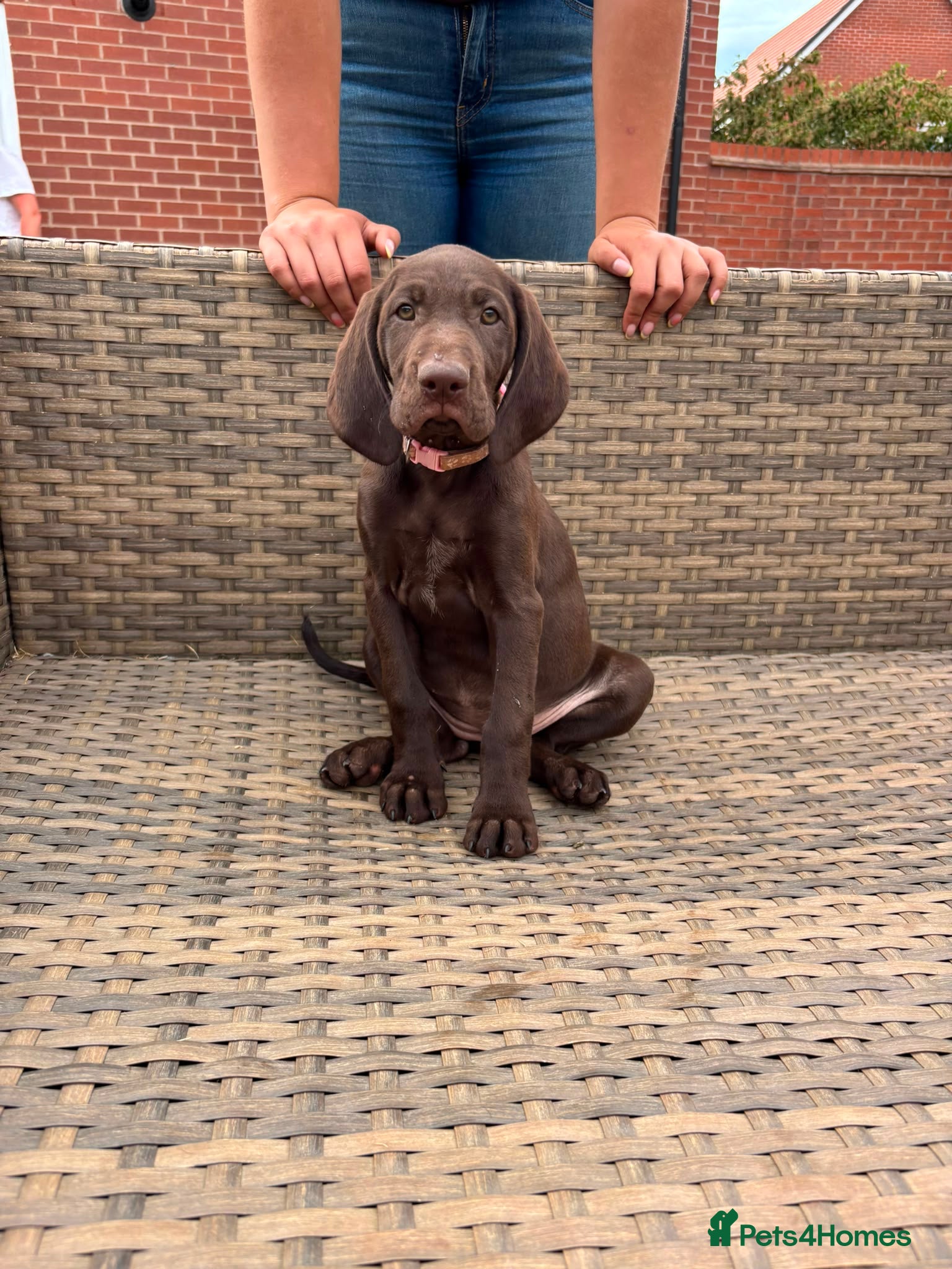 German Shorthaired Pointer dogs Beautiful KC GSP Puppies - Advert 2