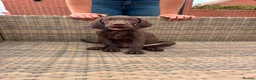 German Shorthaired Pointer dogs for sale: Beautiful KC GSP Puppies - Advert 2