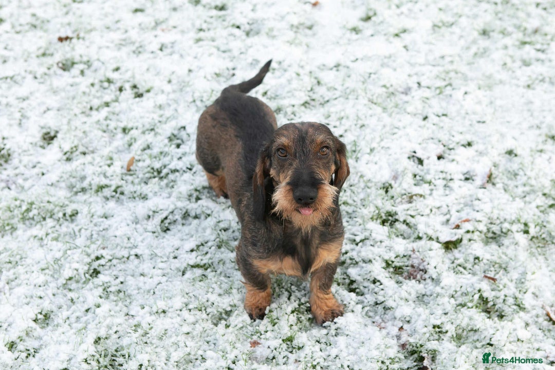 Dachshund dogs for sale: Dual Purpose Standard Wirehaired Dachshund(Teckel) - Image 13