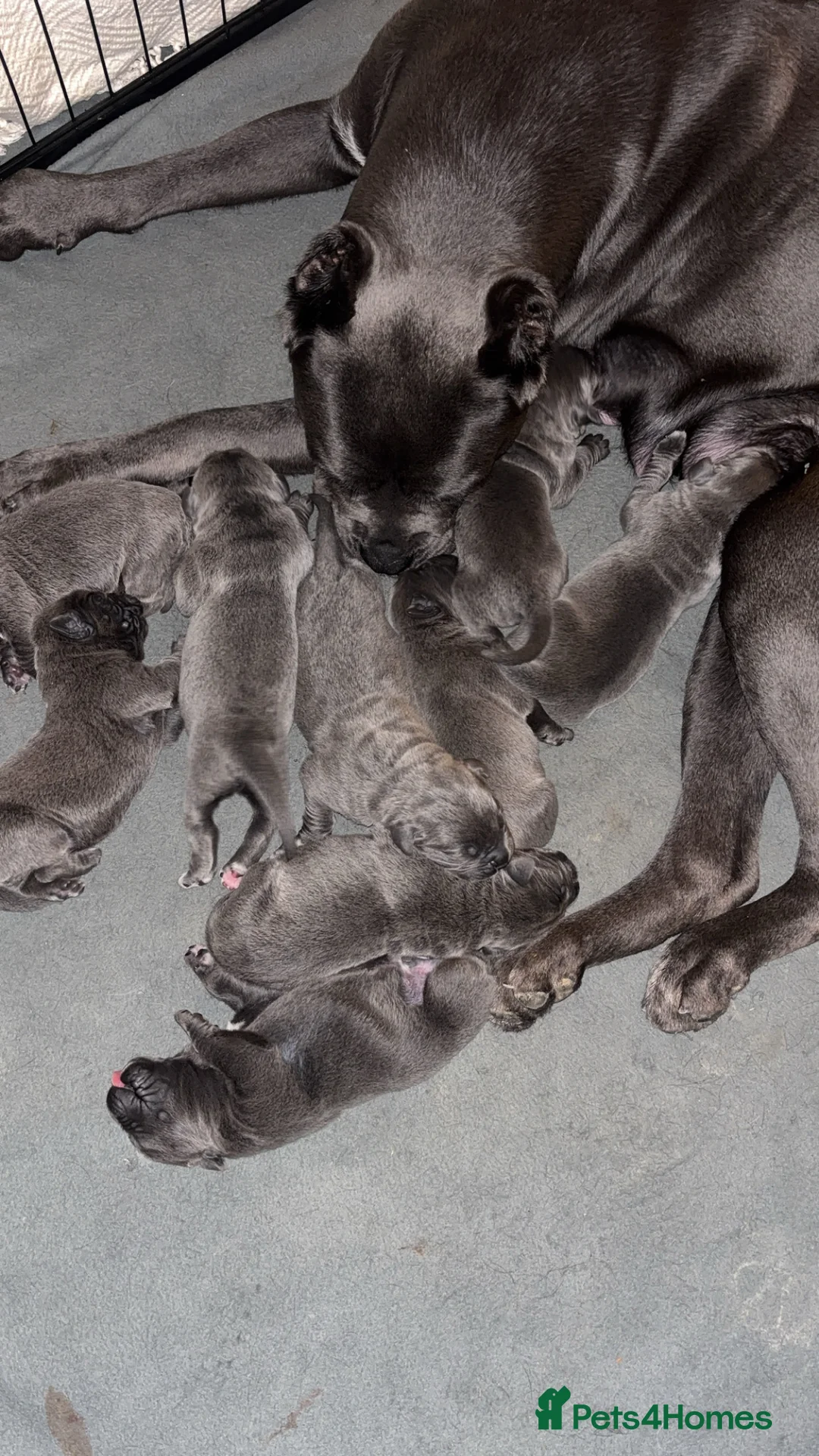 Cane Corso dogs for sale: One Blue Boy Cane Corso puppy 🐶💙 - Advert 4