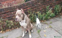 Mixed Breed dogs for sale: Caine corso/ American bully 10 weeks - Advert 28