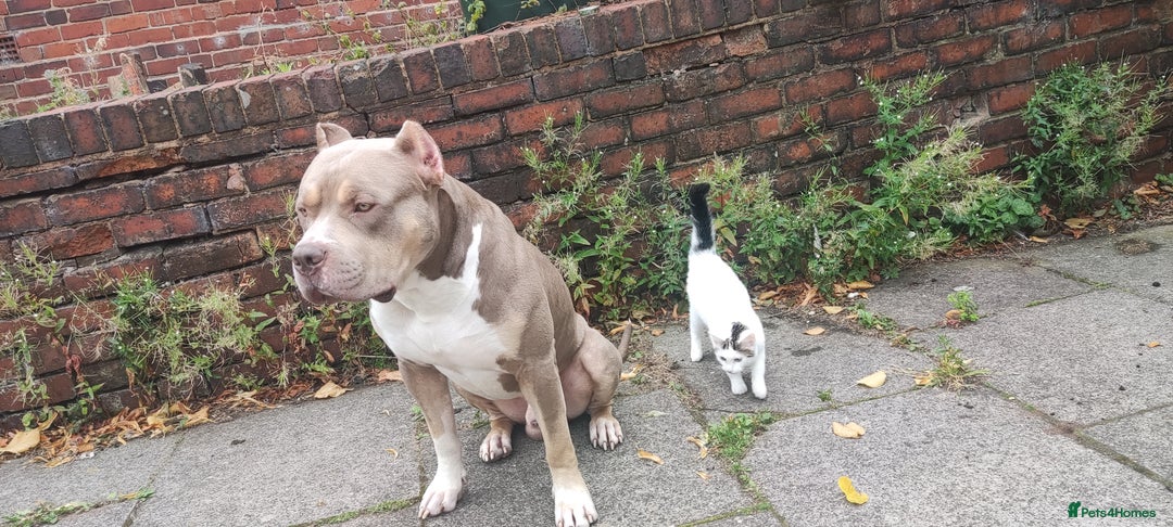 Mixed Breed dogs for sale: Caine corso/ American bully 10 weeks - Advert 28