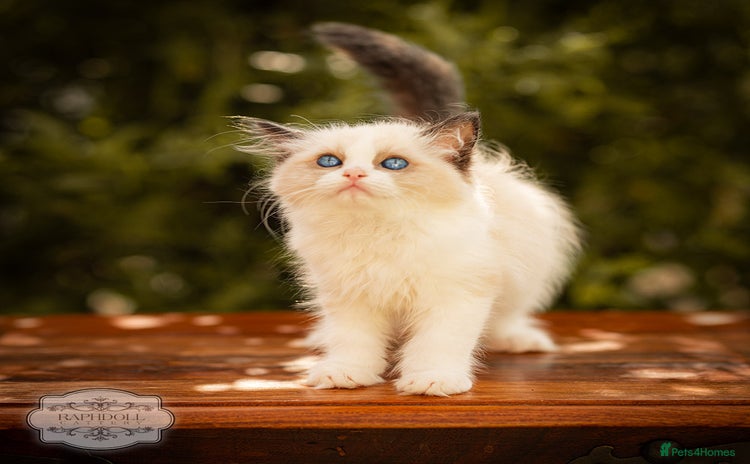 Ragdoll cats - Advert 1