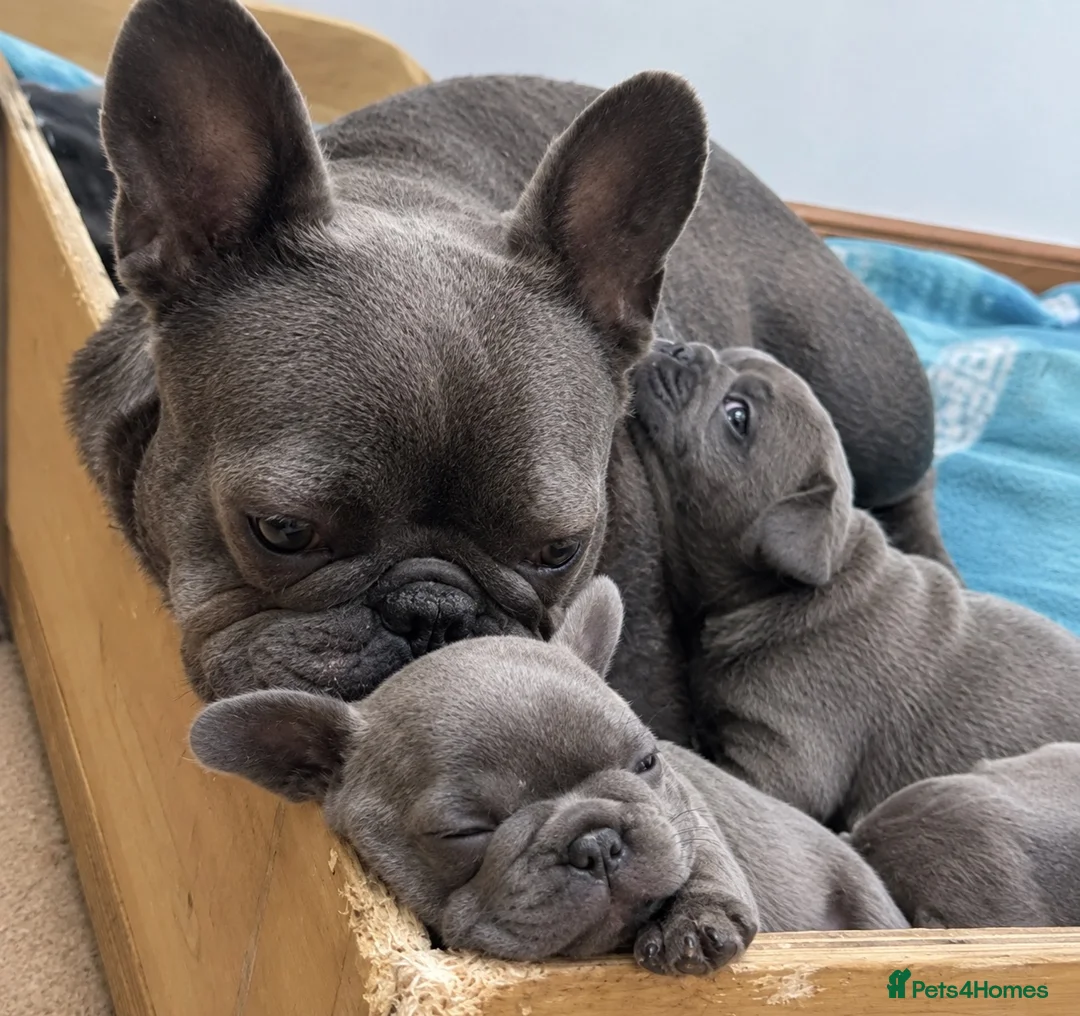 French Bulldog dogs for sale: French bulldog puppy  - Advert 3