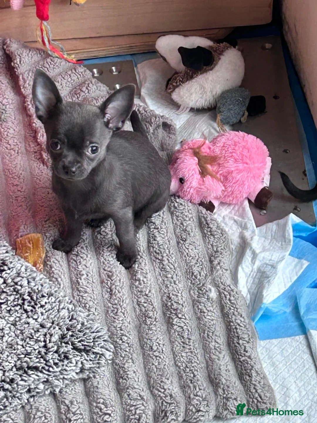 Chihuahua dogs for sale: KC Reg short-hair Chihuahua apple-headed puppies - Advert 3