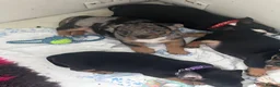 Mixed Breed dogs for sale: Jack Russell puppies looking for the forever home  in Halifax - Advert 9