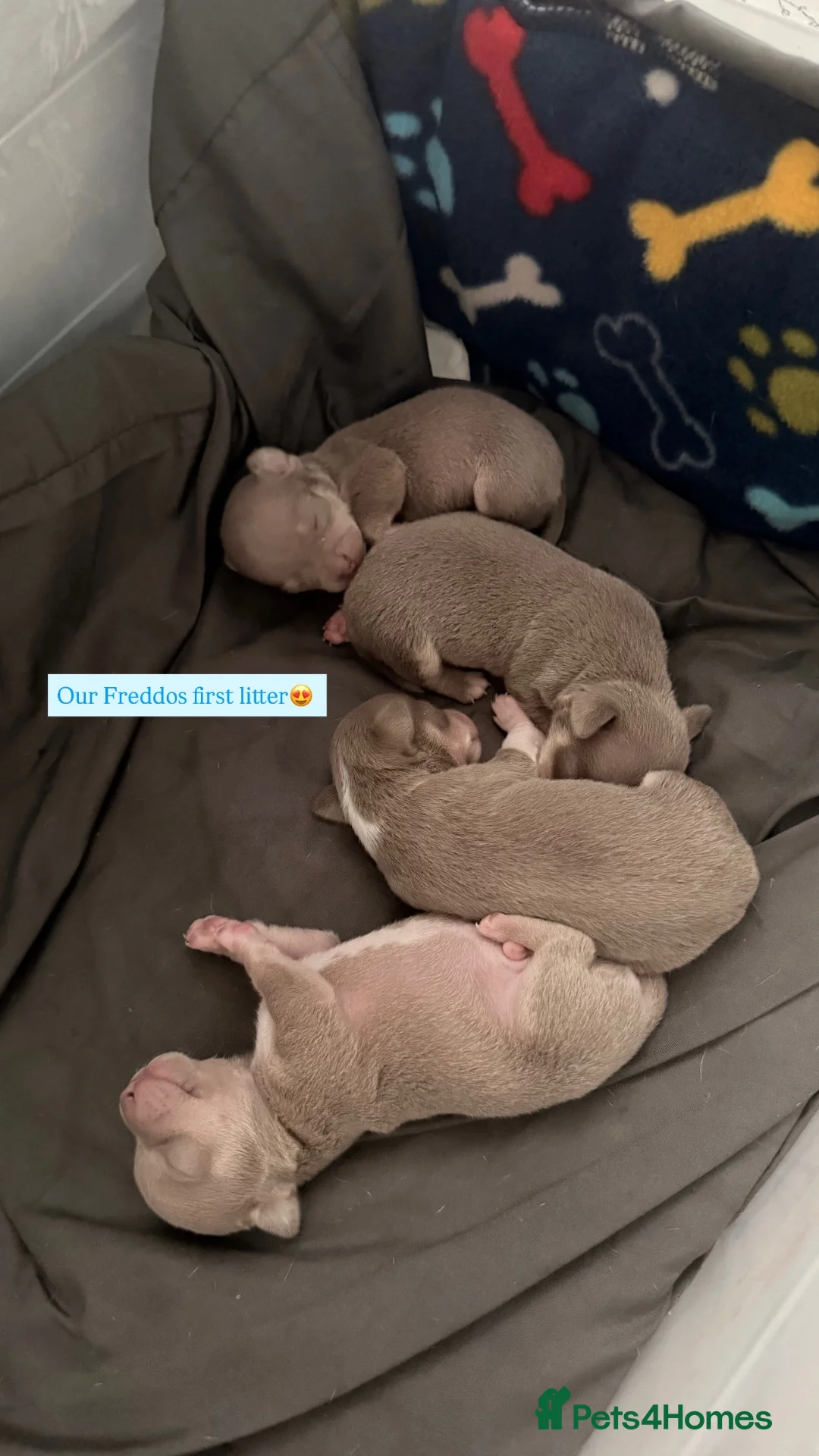 Chihuahua dogs for stud: ILOVE: Freddo – KC Registered Lilac Chihuahua Stud - Advert 2