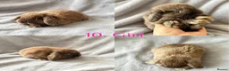 Mini Lop rabbits for sale: Baby Mini Lops Ready from 18/10 - Advert 7