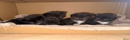 Domestic Shorthair cats for sale: 3 kittens for sale  - Advert 2