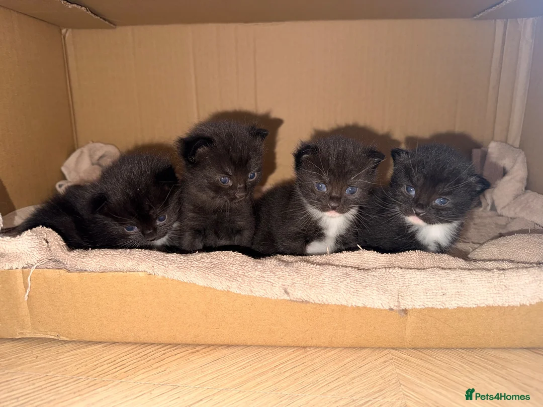 Domestic Shorthair cats for sale: 3 kittens for sale  - Advert 2