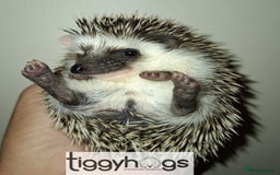 Pygmy Hedgehog rodents for sale: Handsome boys available-new pics added 5/8 - Image 7