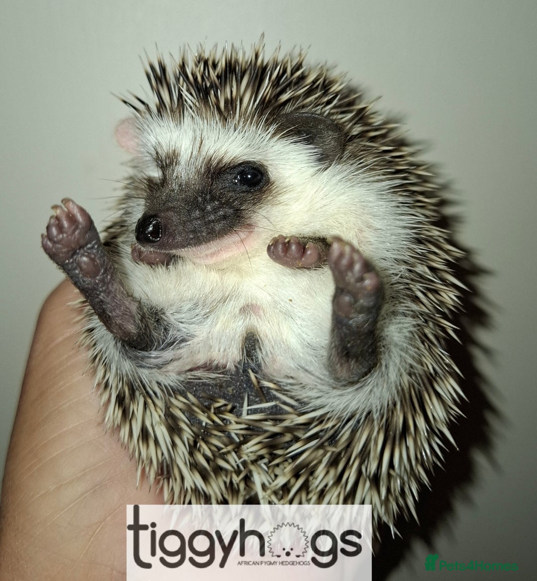 Pygmy Hedgehog rodents for sale: Handsome boys available-new pics added 5/8 - Image 7