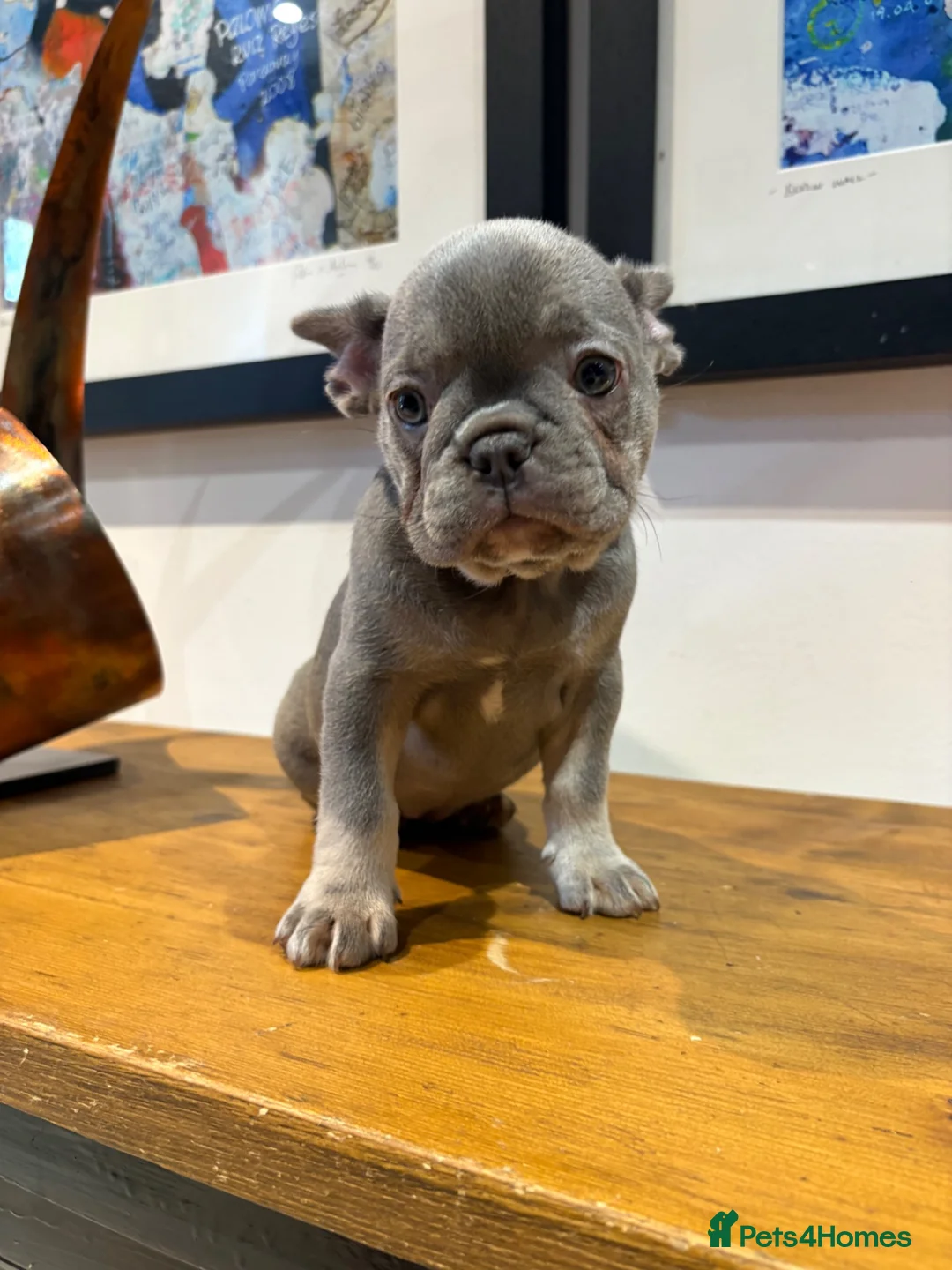 French Bulldog dogs for sale: French bulldog puppies - Advert 2