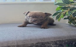 American Bully dogs for sale: Micro Exotic Bully ABR Females - Image 7