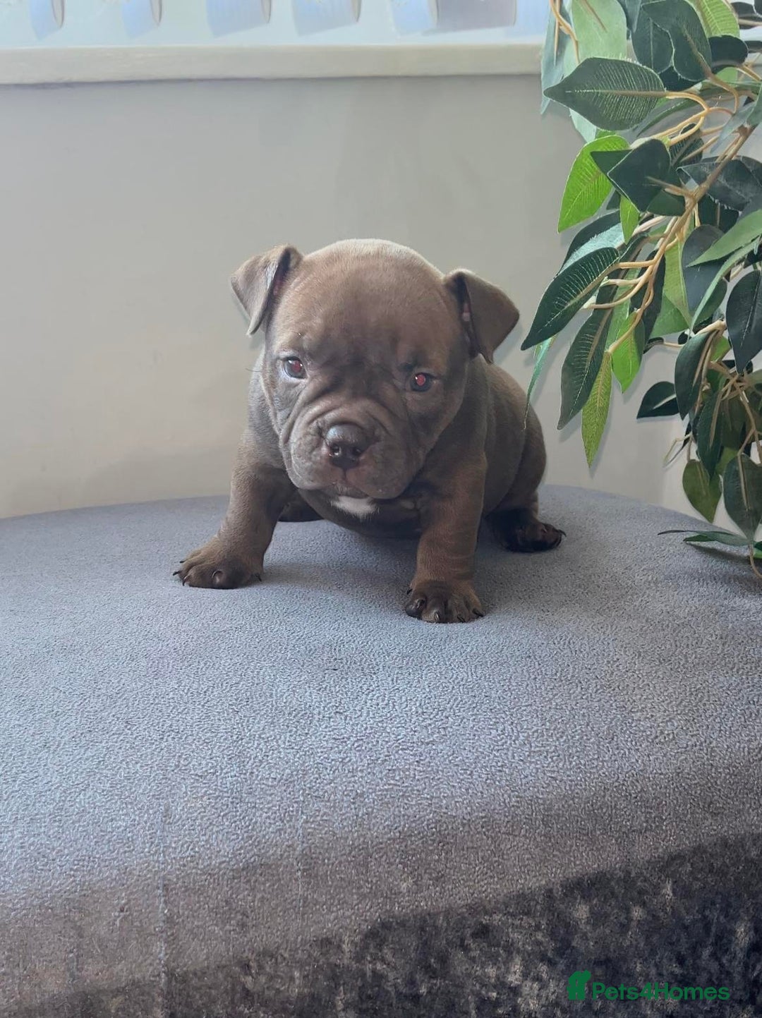 American Bully dogs for sale: Micro Exotic Bully ABR Females - Image 7